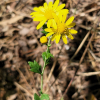 감국(Chrysanthemum indicum L.) : 통통배