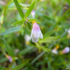 논뚝외풀(Lindernia micrantha D.Don) : 풀잎사랑