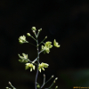 꿩의다리아재비(Caulophyllum robustum Maxim.) : 통통배