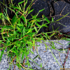좀바랭이(Digitaria radicosa (J.Presl) Miq.) : 설뫼*