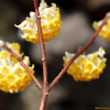 삼지닥나무(Edgeworthia chrysantha Lindl.) : 설뫼*
