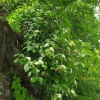 산분꽃나무(Viburnum burejaeticum Regel & Herder) : 통통배
