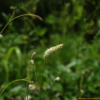 가는오이풀(Sanguisorba × tenuifolia Fisch. ex Link) : 별꽃