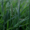 쇠보리(Ischaemum aristatum L. var. glaucum (Honda) T.Koyama) : 산들꽃