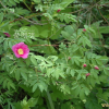 생열귀나무(Rosa davurica Pall.) : 벼루