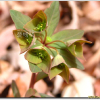 개감수(Euphorbia sieboldiana Morren & Decne.) : 지리지리