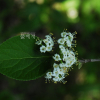 산분꽃나무(Viburnum burejaeticum Regel & Herder) : 통통배