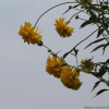 겹삼잎국화(Rudbeckia laciniata var. hortensis Bailey) : 晴嵐