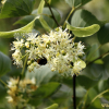 피나무(Tilia amurensis Rupr.) : 별꽃