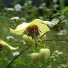 개버무리(Clematis serratifolia Rehder) : 몽블랑