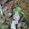 구와말(Limnophila sessiliflora (Vahl) Blume) : habal