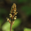 천마(Gastrodia elata Blume) : 무심거사