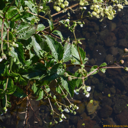 물머위(Adenostemma lavenia (L.) Kuntze) : habal