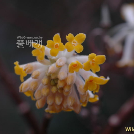 삼지닥나무(Edgeworthia chrysantha Lindl.) : 고마리