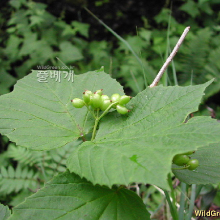 배암나무(Viburnum koreanum Nakai) : 벼루