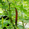 참골담초(Caragana fruticosa (Pall.) Besser) : habal