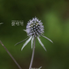 절굿대(Echinops setifer Iljin) : 설뫼