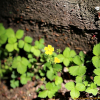 민눈양지꽃(Potentilla yokusaiana Makino) : 바지랑대