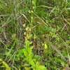 진퍼리잔대(Adenophora palustris Kom.) : 설뫼*