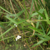 벗풀(Sagittaria trifolia L.) : 바지랑대