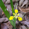 금붓꽃(Iris minutoaurea Makino) : 들국화