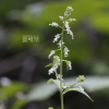 털이슬(Circaea mollis Slebold & Zucc.) : 카르마