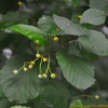 콩배나무(Pyrus calleryana var. fauriei (C.K.Schneid.) Rehder) : 塞翁之馬