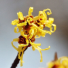 풍년화(Hamamelis japonica Siebold & Zucc.) : 청암