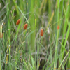 꼬마부들(Typha laxmannii Lepech.) : 세임