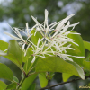 이팝나무(Chionanthus retusus Lindl. & Paxton) : 설뫼*