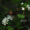 민백미꽃(Cynanchum ascyrifolium (Franch. & Sav.) Matsum.) : 목유화