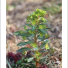 붉은대극(Euphorbia ebracteolata Hayata) : 김새벽