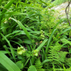 큰원추리(Hemerocallis middendorffii Trautv. & C.A.Mey.) : 산들꽃