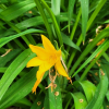 큰원추리(Hemerocallis middendorffii Trautv. & C.A.Mey.) : 산들꽃