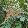 붉나무(Rhus chinensis Mill.) : 현촌