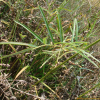 자주가는오이풀(Sanguisorba tenuiflora var. purpurea Trautv. & Mey.) : 벼루