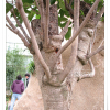 황칠나무(Dendropanax trifidus (Thunb.) Makino ex H.Hara) : 추풍