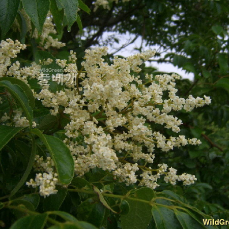 합다리나무(Meliosma pinnata (Roxb.) Maxim. subsp. arnottiana (Wight) Beusekom var. oldhamii (Miq. ex Maxim.) Beusekom) : 현경이
