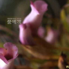 야고(Aeginetia indica L.) : 산들꽃