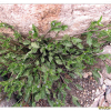 꽃받이(Bothriospermum zeylanicum (J.Jacq.) Druce) : 塞翁之馬