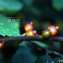 까치밥나무 : 꽃사랑한동구