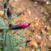 패랭이꽃(Dianthus chinensis L.) : 산들꽃
