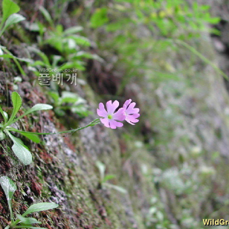 좀설앵초(Primula sachalinensis Nakai) : 벼루