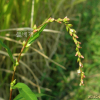 여뀌(Persicaria hydropiper (L.) Delarbre) : 여울목