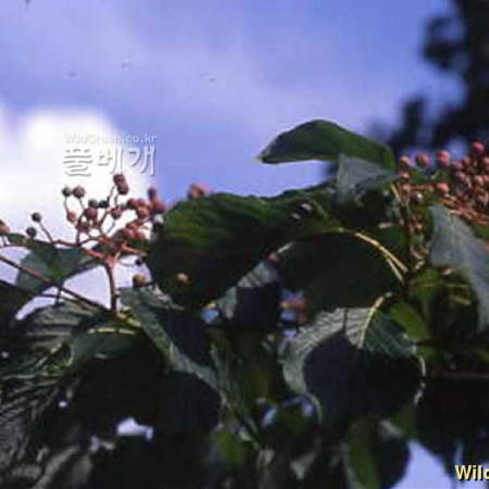곰의말채나무(Cornus macrophylla Wall.) : kplant1