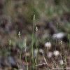 좀물뚝새(Sacciolepis indica (L.) Chase) : 산들꽃