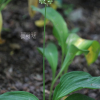 산마늘(Allium microdictyon Prokh.) : 塞翁之馬