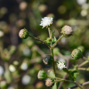 물머위(Adenostemma lavenia (L.) Kuntze) : habal
