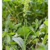넓은잎잠자리란(Platanthera fuscescens (L.) Kraenzl.) : 통통배