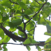 모과나무(Chaenomeles sinensis (Thouin) Koehne) : 능선따라